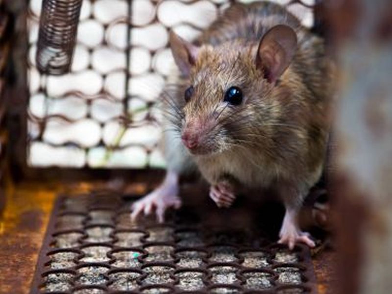 Pest Control for Rats: Expert Strategies for Success